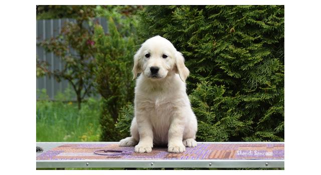 Puppies of papillon in Bon Plaisir Kennel Puppies of papillon in Bon Plaisir Kennel