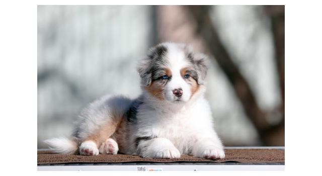 Щенки папийона (папильона) в питомнике Бон Плезир Щенки папийона (папильона) в питомнике Бон Плезир