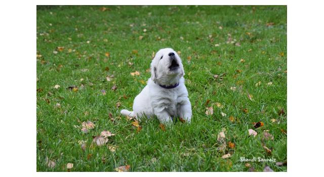 Щенки папийона (папильона) в питомнике Бон Плезир Щенки папийона (папильона) в питомнике Бон Плезир