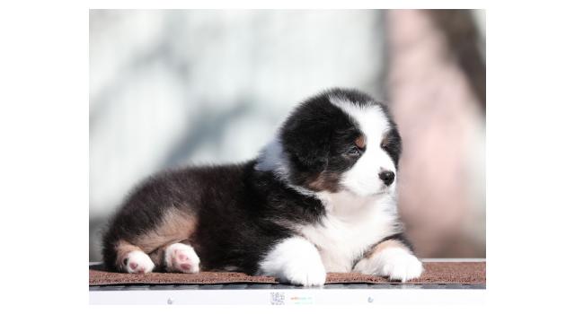 Щенки папийона (папильона) в питомнике Бон Плезир Щенки папийона (папильона) в питомнике Бон Плезир