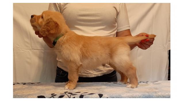 Щенки папийона (папильона) в питомнике Бон Плезир Щенки папийона (папильона) в питомнике Бон Плезир