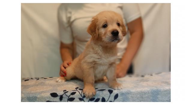 Щенки папийона (папильона) в питомнике Бон Плезир Щенки папийона (папильона) в питомнике Бон Плезир