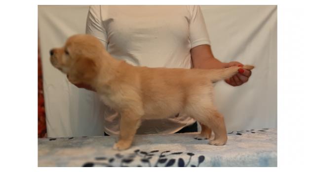 Щенки папийона (папильона) в питомнике Бон Плезир Щенки папийона (папильона) в питомнике Бон Плезир