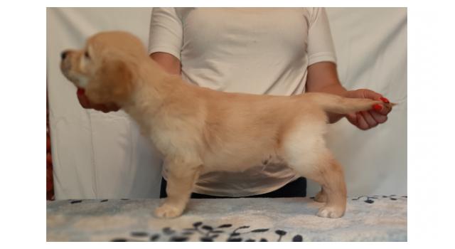 Щенки папийона (папильона) в питомнике Бон Плезир Щенки папийона (папильона) в питомнике Бон Плезир