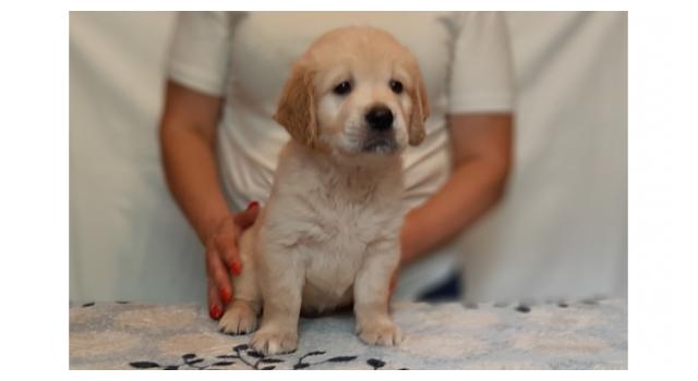 Щенки папийона (папильона) в питомнике Бон Плезир Щенки папийона (папильона) в питомнике Бон Плезир