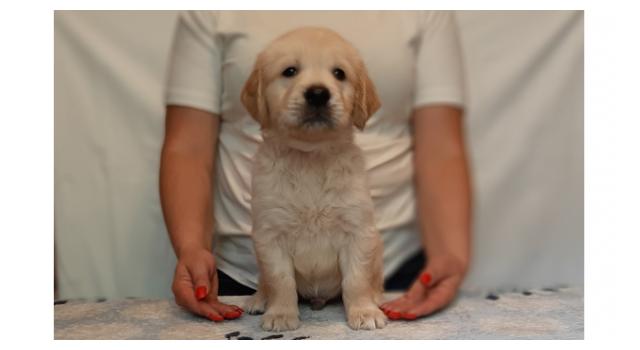 Щенки папийона (папильона) в питомнике Бон Плезир Щенки папийона (папильона) в питомнике Бон Плезир