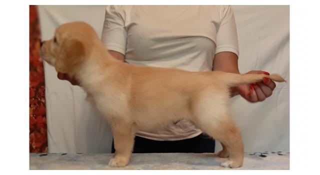 Щенки папийона (папильона) в питомнике Бон Плезир Щенки папийона (папильона) в питомнике Бон Плезир