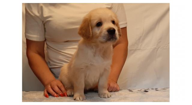 Щенки папийона (папильона) в питомнике Бон Плезир Щенки папийона (папильона) в питомнике Бон Плезир