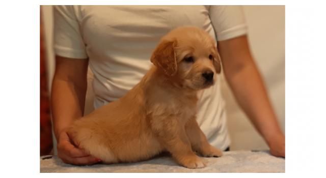 Щенки папийона (папильона) в питомнике Бон Плезир Щенки папийона (папильона) в питомнике Бон Плезир