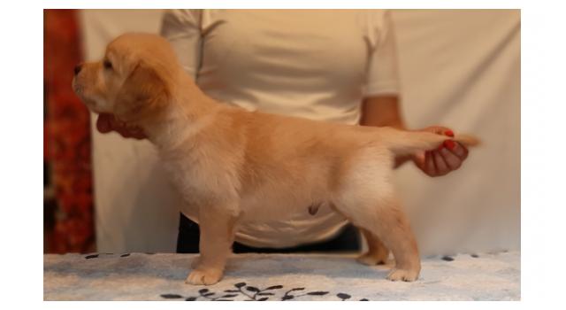 Щенки папийона (папильона) в питомнике Бон Плезир Щенки папийона (папильона) в питомнике Бон Плезир