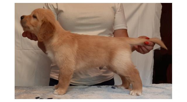 Щенки папийона (папильона) в питомнике Бон Плезир Щенки папийона (папильона) в питомнике Бон Плезир