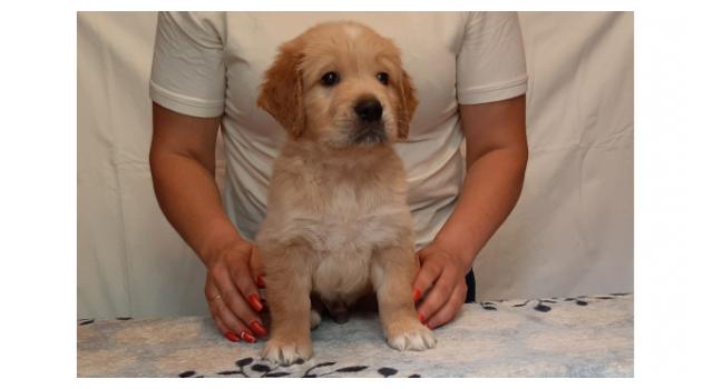 Щенки папийона (папильона) в питомнике Бон Плезир Щенки папийона (папильона) в питомнике Бон Плезир
