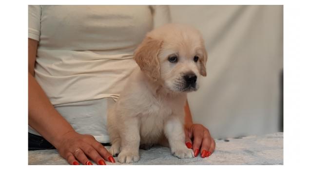 Щенки папийона (папильона) в питомнике Бон Плезир Щенки папийона (папильона) в питомнике Бон Плезир