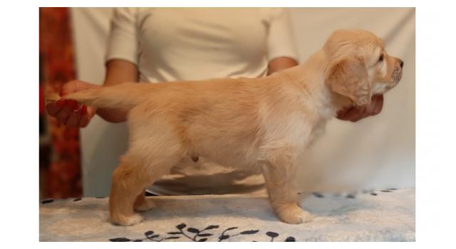 Щенки папийона (папильона) в питомнике Бон Плезир Щенки папийона (папильона) в питомнике Бон Плезир