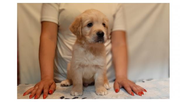 Щенки папийона (папильона) в питомнике Бон Плезир Щенки папийона (папильона) в питомнике Бон Плезир