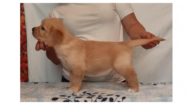 Щенки папийона (папильона) в питомнике Бон Плезир Щенки папийона (папильона) в питомнике Бон Плезир