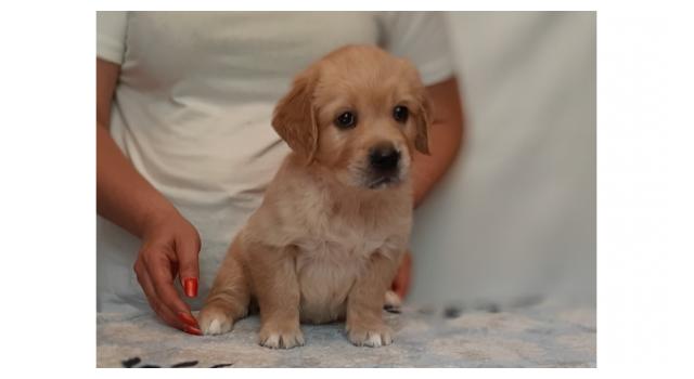 Щенки папийона (папильона) в питомнике Бон Плезир Щенки папийона (папильона) в питомнике Бон Плезир