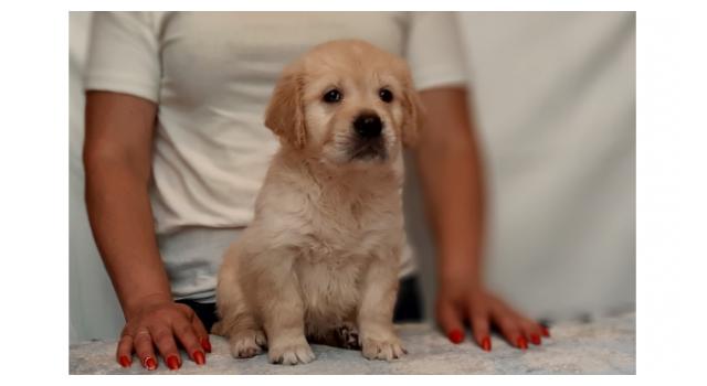 Щенки папийона (папильона) в питомнике Бон Плезир Щенки папийона (папильона) в питомнике Бон Плезир