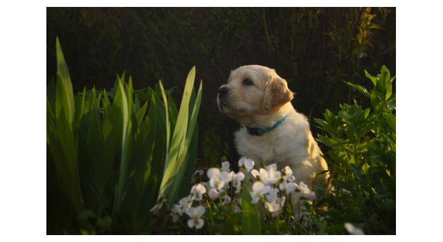 Щенки папийона (папильона) в питомнике Бон Плезир Щенки папийона (папильона) в питомнике Бон Плезир