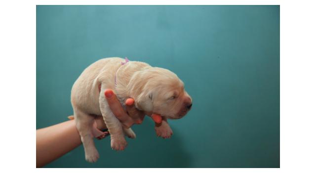 Щенки папийона (папильона) в питомнике Бон Плезир Щенки папийона (папильона) в питомнике Бон Плезир