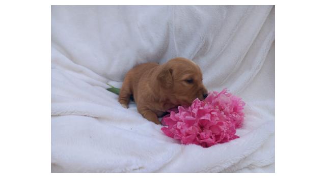 Щенки папийона (папильона) в питомнике Бон Плезир Щенки папийона (папильона) в питомнике Бон Плезир