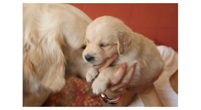 Щенки папийона (папильона) в питомнике Бон Плезир Щенки папийона (папильона) в питомнике Бон Плезир