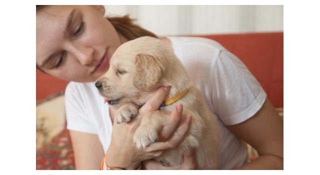 Щенки папийона (папильона) в питомнике Бон Плезир Щенки папийона (папильона) в питомнике Бон Плезир