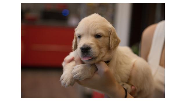 Щенки папийона (папильона) в питомнике Бон Плезир Щенки папийона (папильона) в питомнике Бон Плезир