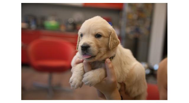 Щенки папийона (папильона) в питомнике Бон Плезир Щенки папийона (папильона) в питомнике Бон Плезир