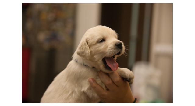 Щенки папийона (папильона) в питомнике Бон Плезир Щенки папийона (папильона) в питомнике Бон Плезир