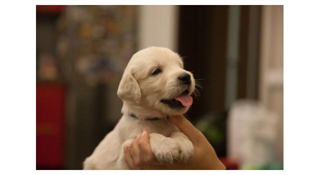 Щенки папийона (папильона) в питомнике Бон Плезир Щенки папийона (папильона) в питомнике Бон Плезир