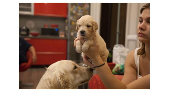 Щенки папийона (папильона) в питомнике Бон Плезир Щенки папийона (папильона) в питомнике Бон Плезир