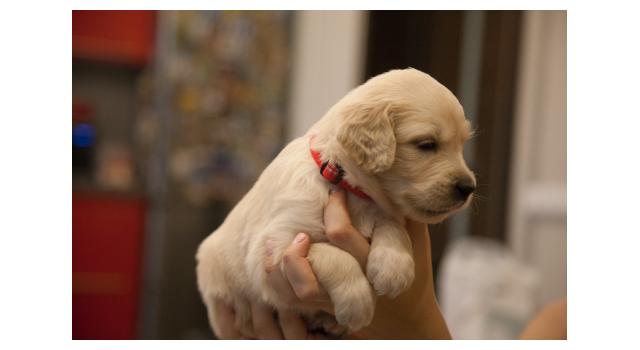 Щенки папийона (папильона) в питомнике Бон Плезир Щенки папийона (папильона) в питомнике Бон Плезир