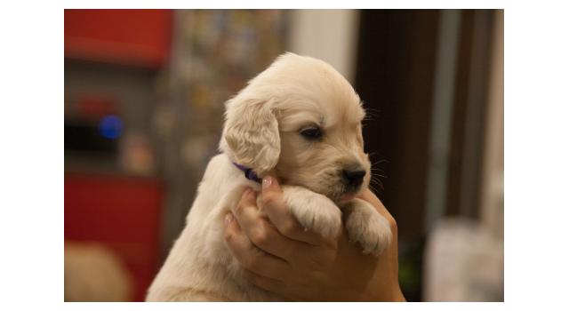 Щенки папийона (папильона) в питомнике Бон Плезир Щенки папийона (папильона) в питомнике Бон Плезир