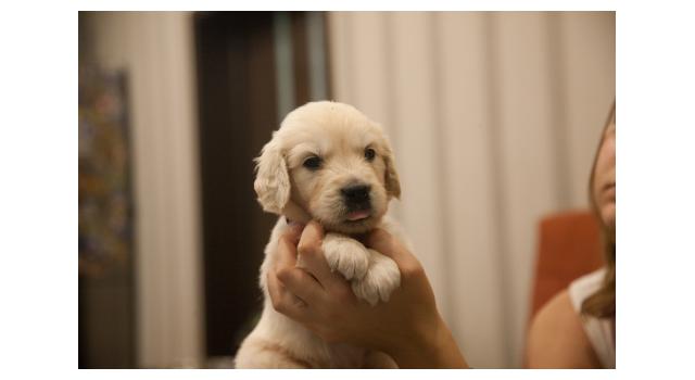 Щенки папийона (папильона) в питомнике Бон Плезир Щенки папийона (папильона) в питомнике Бон Плезир