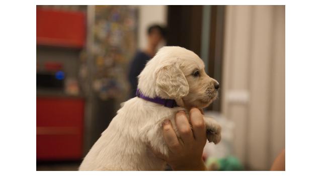 Щенки папийона (папильона) в питомнике Бон Плезир Щенки папийона (папильона) в питомнике Бон Плезир
