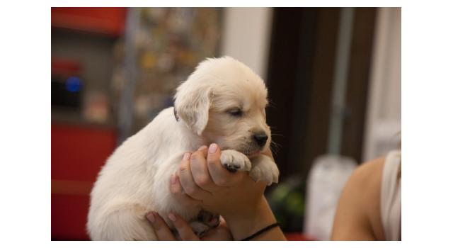 Щенки папийона (папильона) в питомнике Бон Плезир Щенки папийона (папильона) в питомнике Бон Плезир