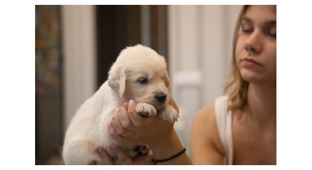 Щенки папийона (папильона) в питомнике Бон Плезир Щенки папийона (папильона) в питомнике Бон Плезир