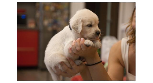 Щенки папийона (папильона) в питомнике Бон Плезир Щенки папийона (папильона) в питомнике Бон Плезир