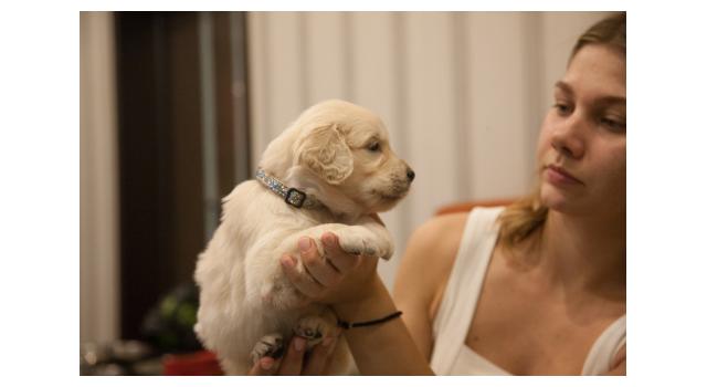 Щенки папийона (папильона) в питомнике Бон Плезир Щенки папийона (папильона) в питомнике Бон Плезир