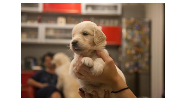 Щенки папийона (папильона) в питомнике Бон Плезир Щенки папийона (папильона) в питомнике Бон Плезир