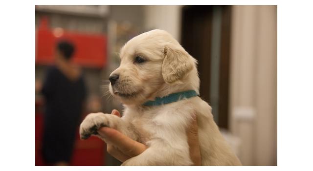 Щенки папийона (папильона) в питомнике Бон Плезир Щенки папийона (папильона) в питомнике Бон Плезир