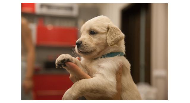 Щенки папийона (папильона) в питомнике Бон Плезир Щенки папийона (папильона) в питомнике Бон Плезир