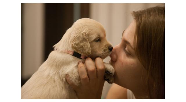 Щенки папийона (папильона) в питомнике Бон Плезир Щенки папийона (папильона) в питомнике Бон Плезир