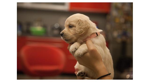 Щенки папийона (папильона) в питомнике Бон Плезир Щенки папийона (папильона) в питомнике Бон Плезир