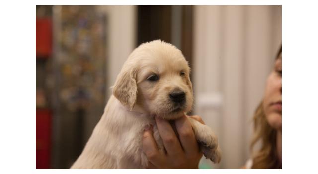 Щенки папийона (папильона) в питомнике Бон Плезир Щенки папийона (папильона) в питомнике Бон Плезир