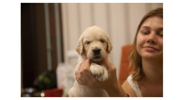 Щенки папийона (папильона) в питомнике Бон Плезир Щенки папийона (папильона) в питомнике Бон Плезир