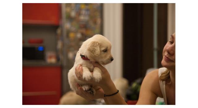 Щенки папийона (папильона) в питомнике Бон Плезир Щенки папийона (папильона) в питомнике Бон Плезир