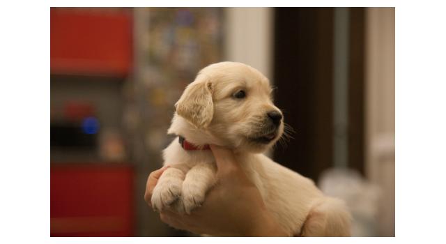 Щенки папийона (папильона) в питомнике Бон Плезир Щенки папийона (папильона) в питомнике Бон Плезир