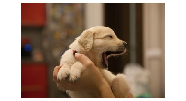 Щенки папийона (папильона) в питомнике Бон Плезир Щенки папийона (папильона) в питомнике Бон Плезир